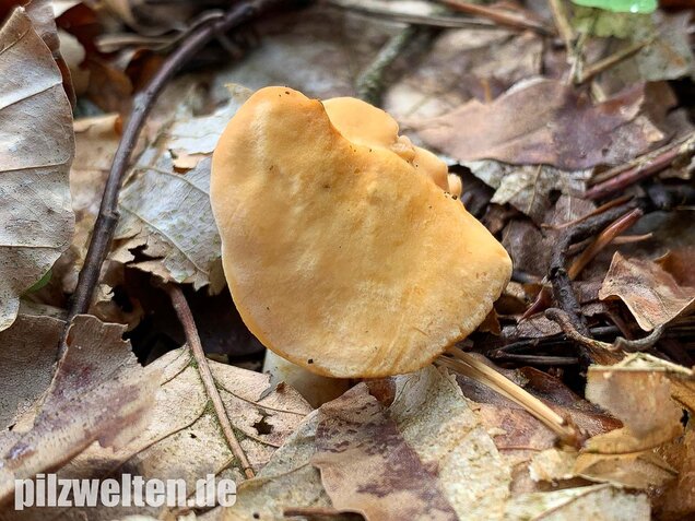 Semmelstoppelpilz, Hydnum repandum