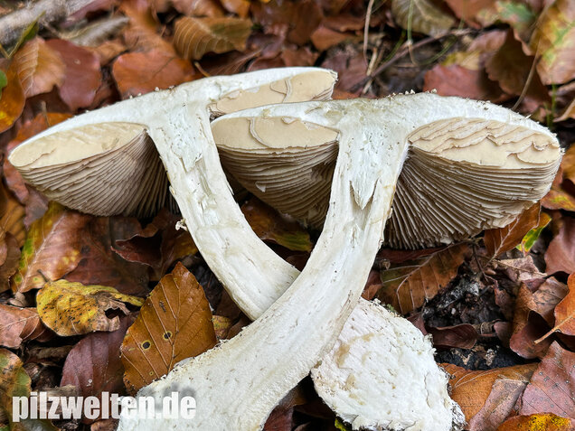 Spitzkegeliger Wulstling, Amanita echinocephala