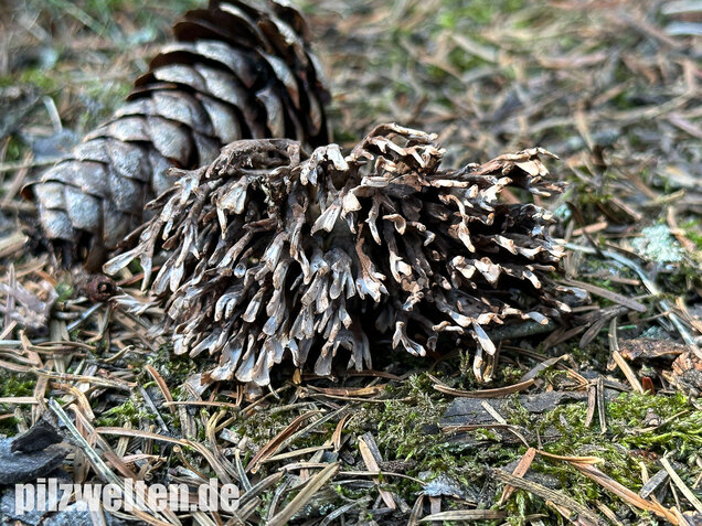 Stinkender Warzenpilz, Stinkende Lederkoralle, Thelephora palmata