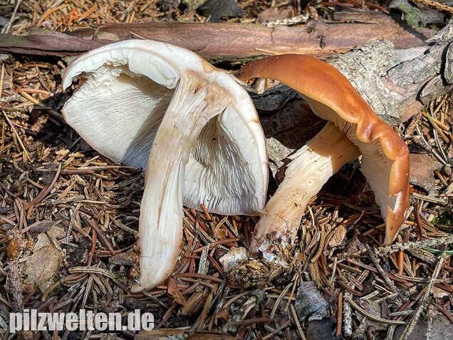 Verdrehter Rübling, Rhodocollybia prolixa