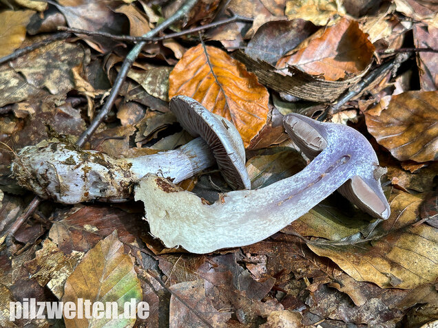 Weißvioletter Dickfuß, Cortinarius alboviolaceus