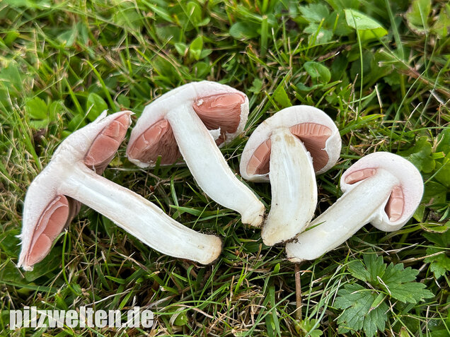 Wiesenchampignon, Wiesenegerling, Erdgürtel, Agaricus campestris