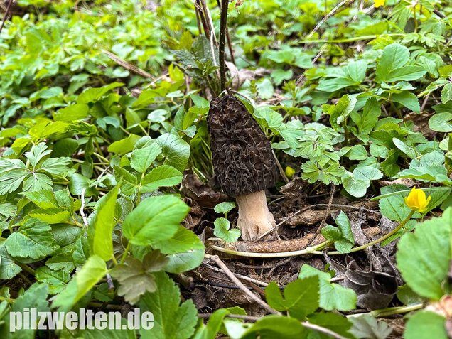 Spitzmorchel, Morchella elata, Morchella conica