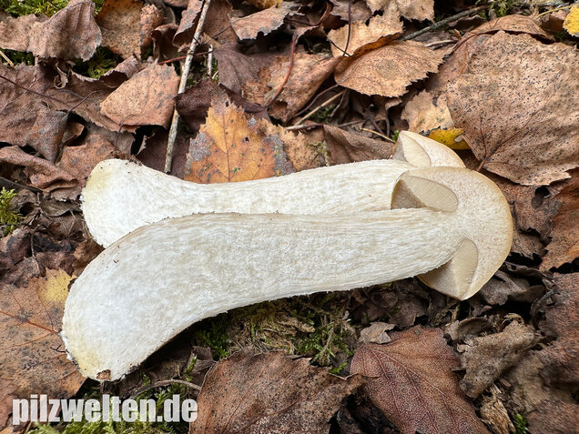 Wollstieliger Raufußröhrling (weiße Form), Leccinum cyaneobasileucum