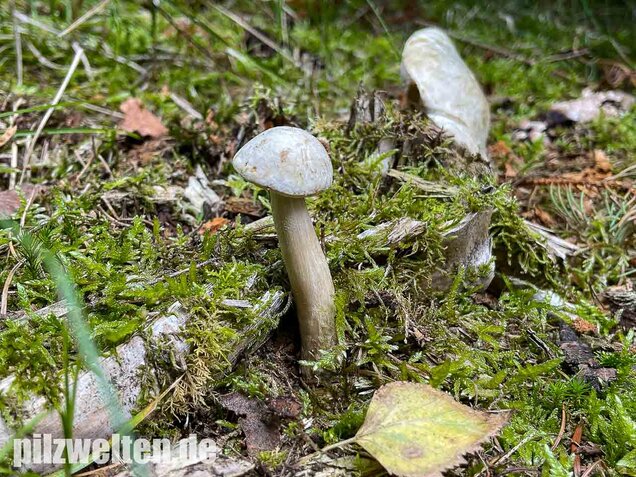 Wollstieliger Raufußröhrling (weiße Form), Leccinum cyaneobasileucum
