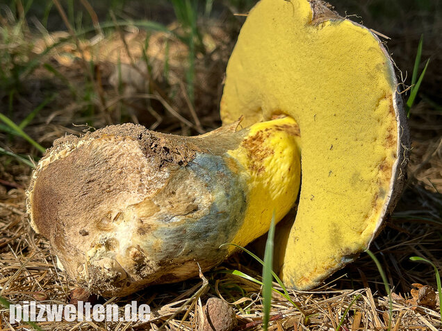 Wurzelnder Bitterröhrling, Caloboletus radicans