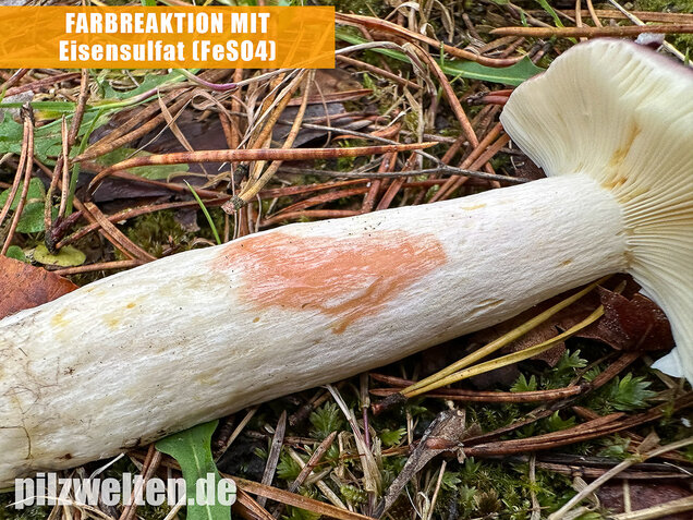 Zedernholz-Täubling, Heimtückischer Täubling, Russula badia