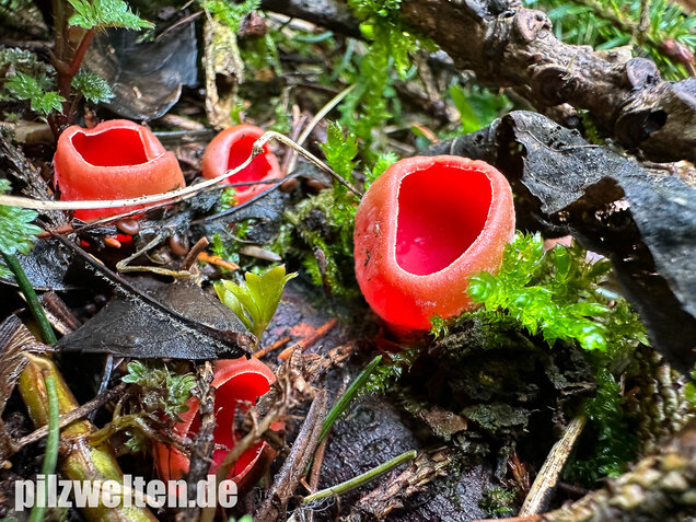 Scharlachroter Kelchbecherling, Österreichischer Prachtbecherling, Sarcoscypha austriaca & coccinea