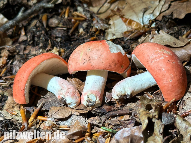 Zinnoberroter Täubling, Harter Zinnobertäubling, Russula rosea