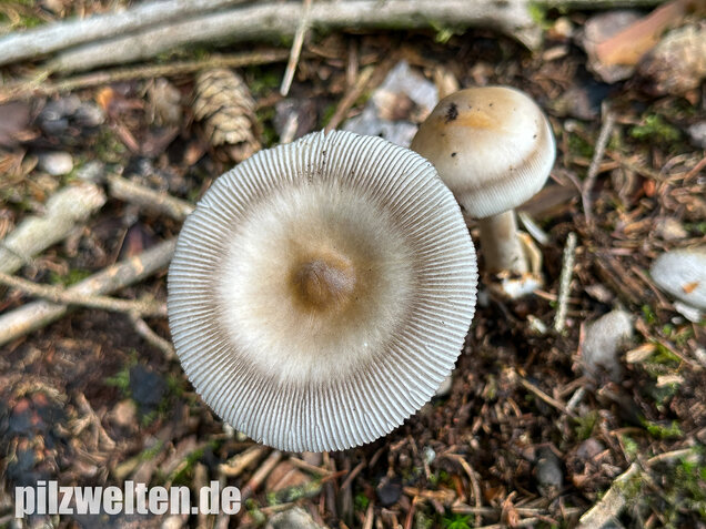 Zweifarbiger Scheidenstreifling, Unterteilter Streifling, Amanita battarrae