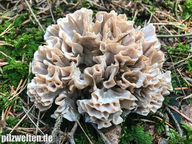 Breitblättrige Glucke, Sparassis brevipes