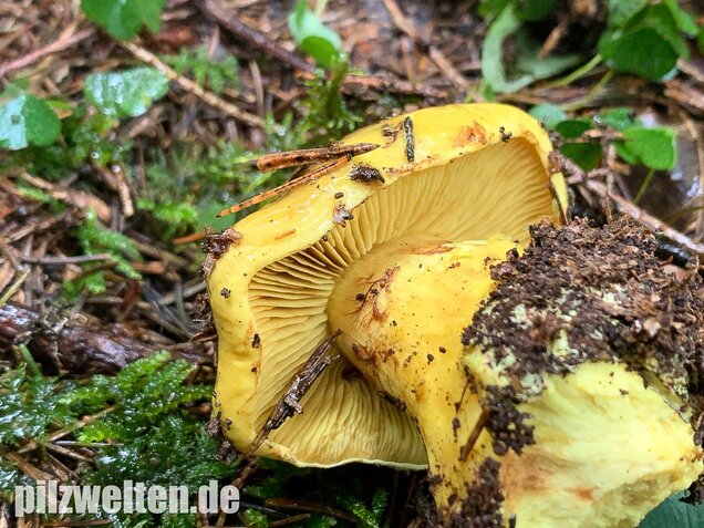 Dottergelber Klumpfuß, Cortinarius meinhardii
