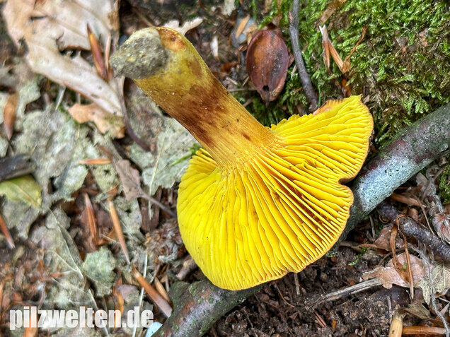 Europäisches Goldblatt, Phylloporus pelletieri