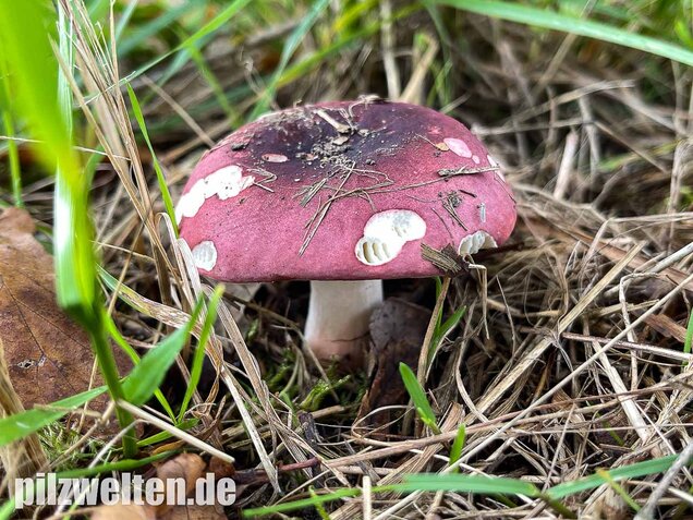 Heringstäubling, Fleischfarbener Heringstäubling, Russula xerampelina