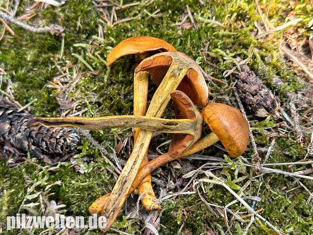 Orangerandiger Hautkopf, Cortinarius malicorius
