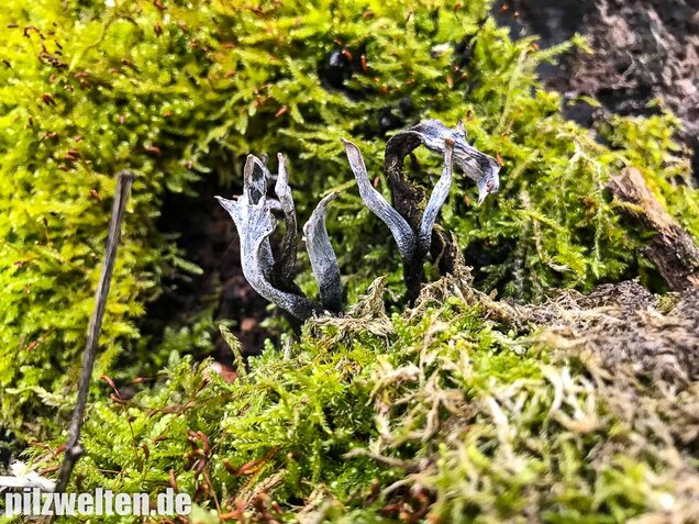 Geweihförmige Holzkeule, Xylaria hypoxylon