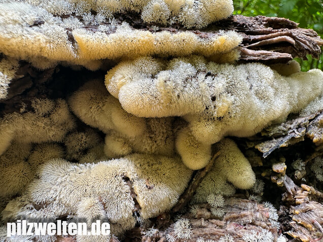Geweihförmiger Schleimpilz, Ceratiomyxa fruticulosa