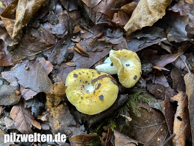 Glänzendgelber Dottertäubling, Russula acetolens