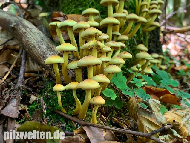 Grünblättriger Schwefelkopf, Hypholoma fasciculare