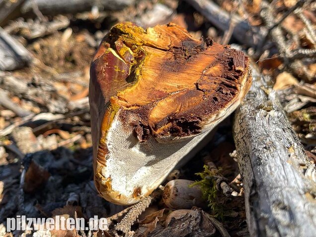 Harziger Lackporling, Ganoderma resinaceum
