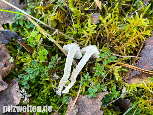 Jungfernellerling, Glasigweißer Ellerling, Cuphophyllus virgineus