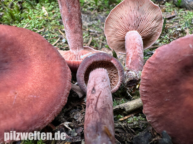 Kampfermilchling, Lactarius camphoratus