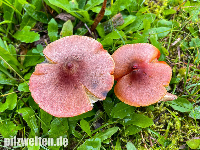 Kegeliger Saftling, Schwärzender Saftling, Hygrocybe conica