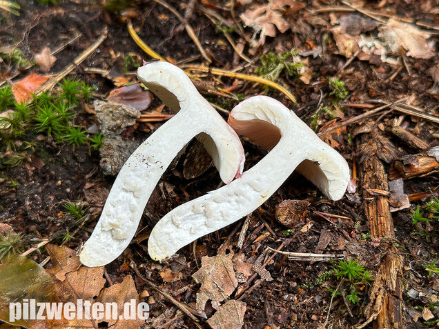 Kleiner Rosatäubling, Russula minutula