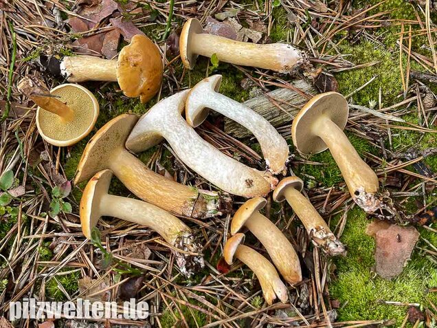 Kuhröhrling, Suillus bovinus