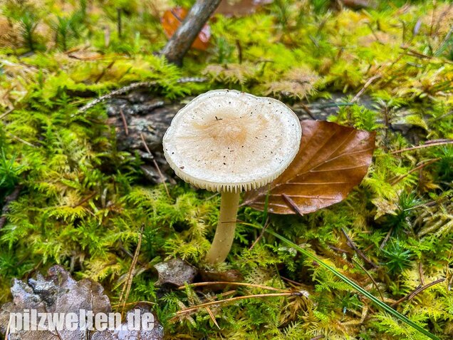 Lästiger Ritterling, Tricholoma inamoenum