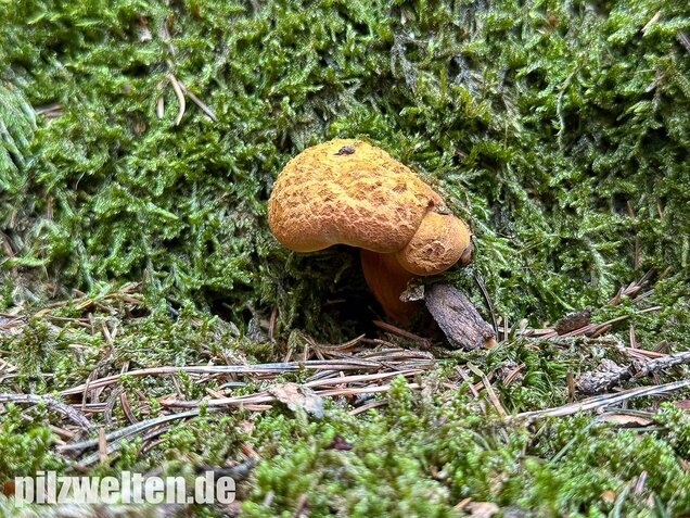 Nadelholzröhrling, Nadelholz-Pulverröhrling, Buchwaldoboletus lignicola