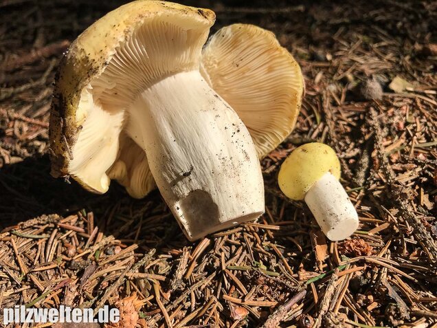 Violettstieliger Pfirsichtäubling, Russula violeipes