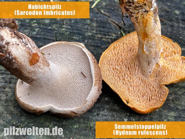 Habichtspilz, Sarcodon imbricatus