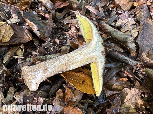 Gelbblättriger Rasling, Rötender Schönkopf, Calocybe favrei