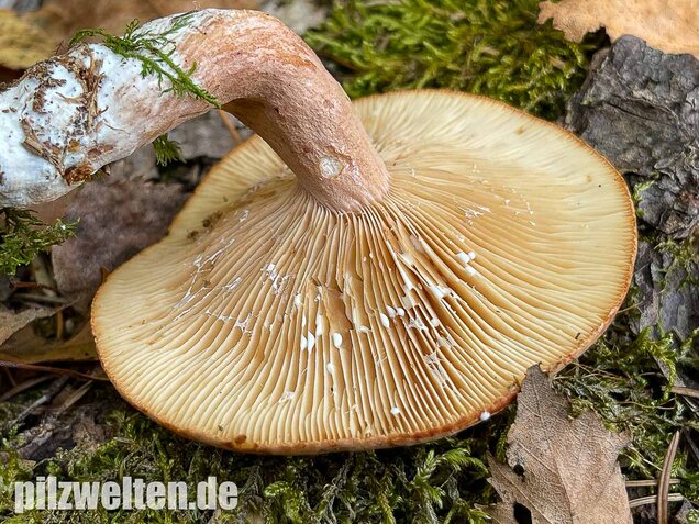 Rotbrauner Milchling, Lactarius rufus
