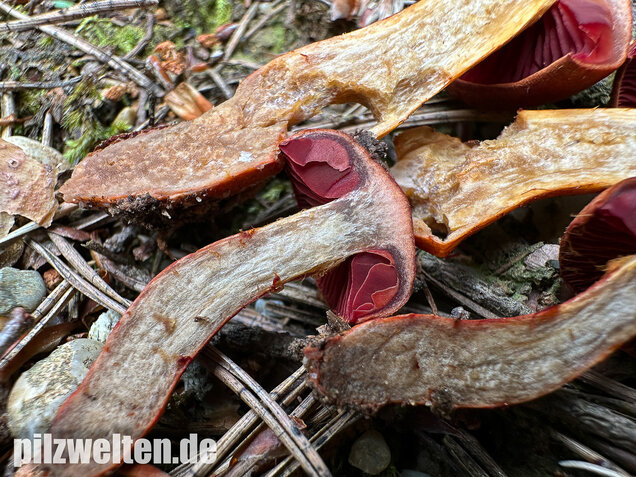 Rotgenatterter Hautkopf, Purpurbrauner Hautkopf, Cortinarius purpureus