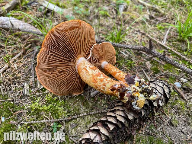 Rotschuppiger Raukopf, Cortinarius bolaris
