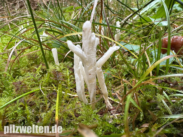 Runzelige Koralle, Runzeliger Keulenpilz, Clavulina rugosa