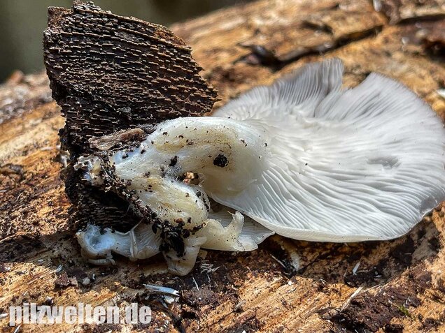 Sommer-Austernseitling, Pleurotus ostreatus forma florida