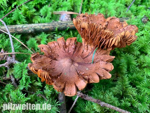 Spitzgebuckelter Raukopf, Cortinarius rubellus