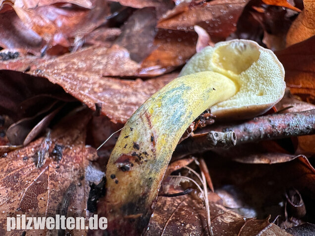 Starkblauender Rotfußröhrling, Xerocomellus cisalpinus