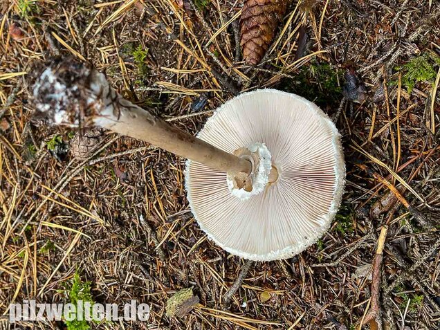 Sternschuppiger Riesenschirmling, Macrolepiota fuliginosa