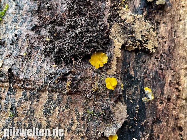 Weiden-Stängelbecherchen, Hymenoscyphus conscriptus