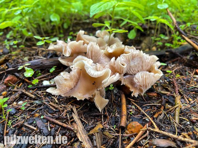 Weißlicher Anistrichterling, Clitocybe fragrans