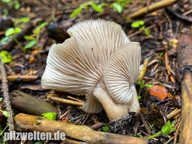 Weißlicher Anistrichterling, Clitocybe fragrans