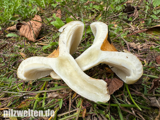 Blasser Zonenmilchling, Scharfer Pappelmilchling, Lactarius evosmus