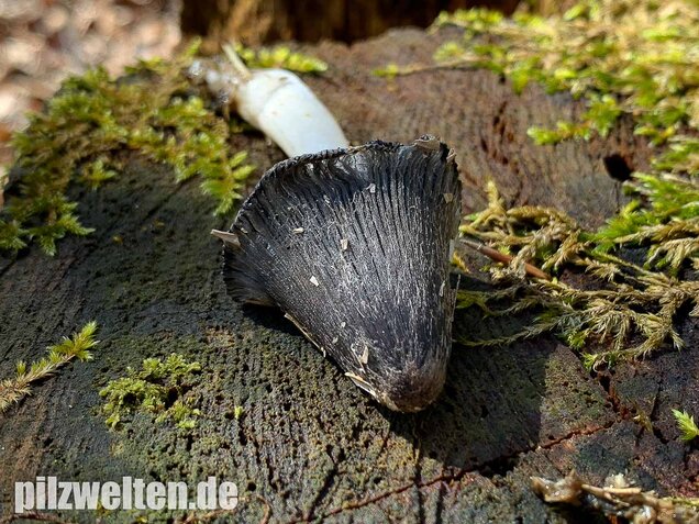 Wollstieliger Dungtintling, Coprinopsis cinerea