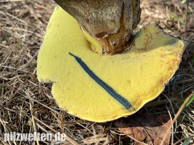 Wurzelnder Bitterröhrling, Caloboletus radicans
