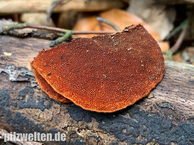 Zinnoberrote Tramete, Pycnoporus cinnabarinus