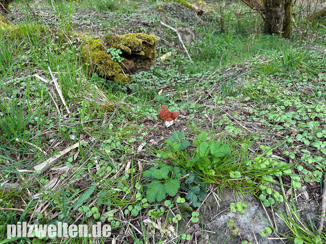 Zipfellorchel, Discina fastigiata